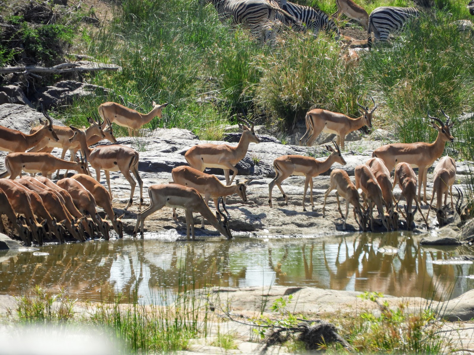 Kudde impala's drinkend aan een waterpoel, met zebra's op de achtergrond