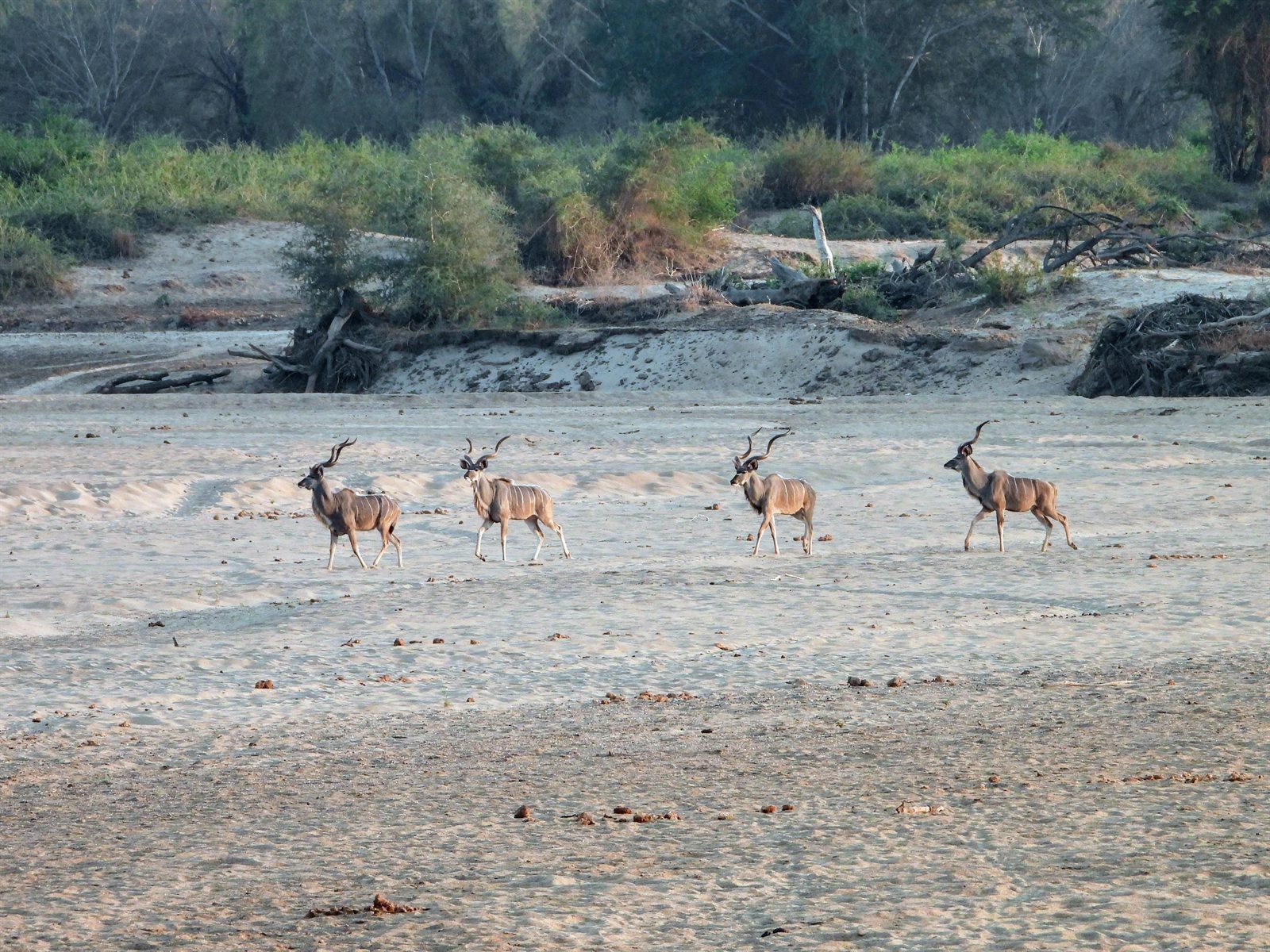 Vier koedoestieren steken een droge rivierbedding over