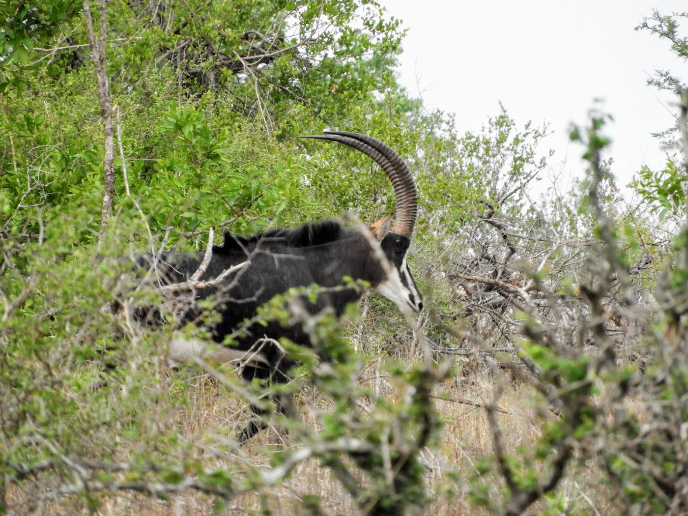 Sabelantilope met lange gebogen horens tussen het struikgewas
