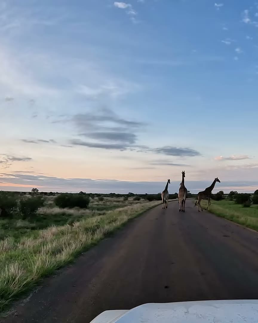 Giraffe op de weg in het Kruger National Park