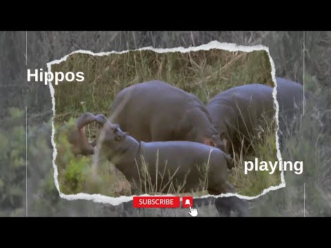 Spelende nijlpaarden