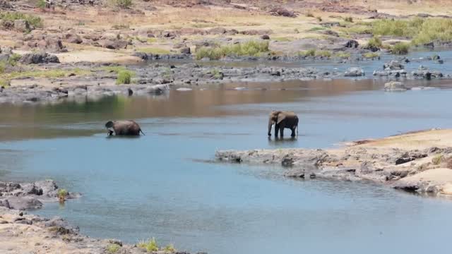 Olifanten bij het Olifants-uitkijkpunt