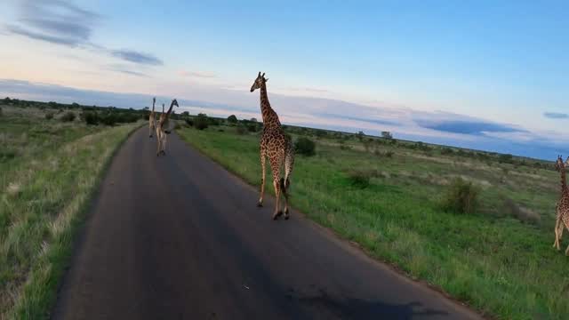 Giraffen rennen over de weg