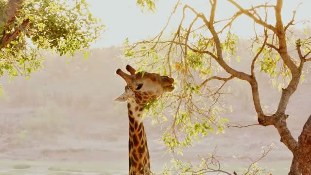 Giraffe in gouden licht bij Letaba