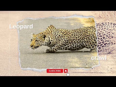 Luipaard dat laag door het gras sluipt