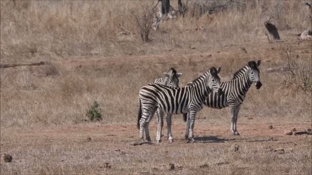 Zebra's in de verzengende hitte