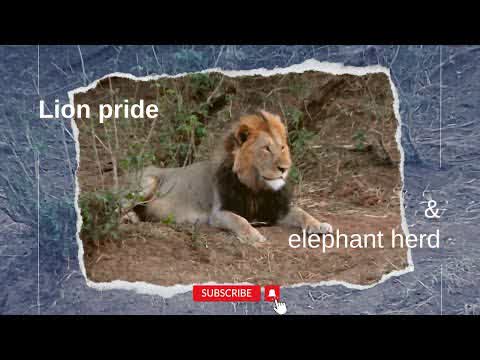 Leeuwen en olifanten vlak buiten Shingwedzi
