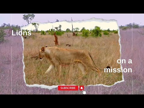 Leeuwen met een doel voor ogen