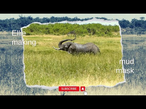 Olifant die een modderbad neemt