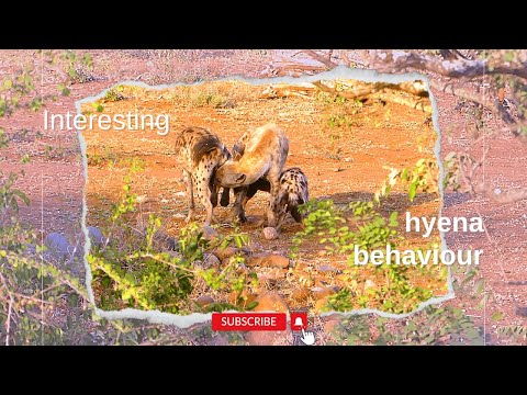 Hyena-gedrag van dichtbij