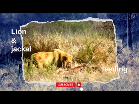 Leeuw en jakhals bij een karkas