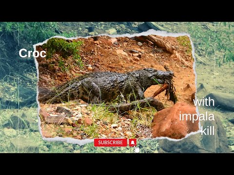 Krokodil sleept een impala naar een andere poel