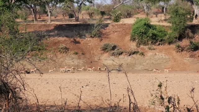 Impala's in de droge rivierbedding